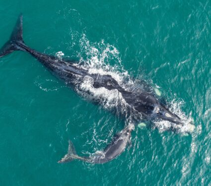 Right-whale.jpg
