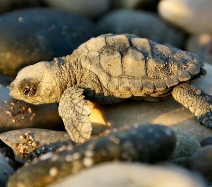 2022/05/Turtle.jpg