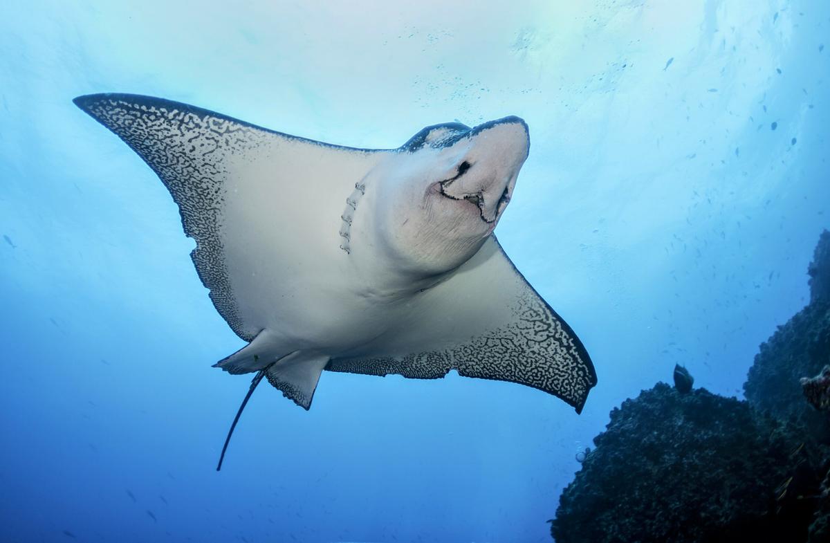 Secrets of manta ray behavior revealed