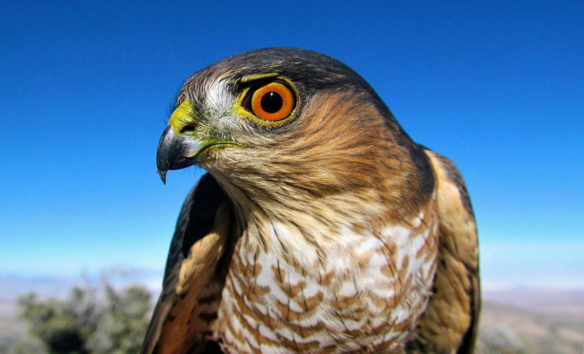 Learning more about injured birds could improve their welfare
