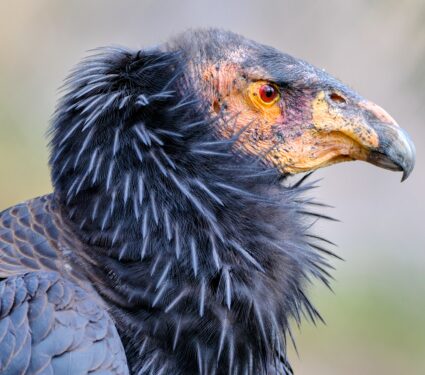 California-condor.jpg