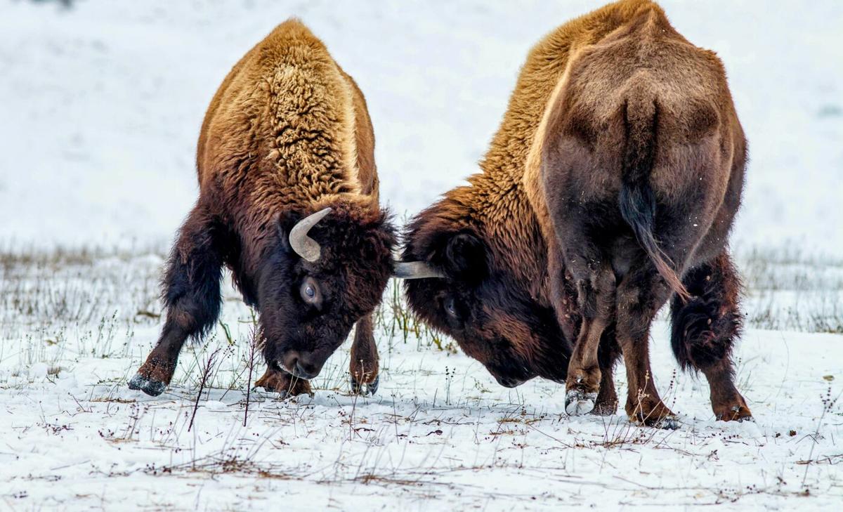 Headbutting animals can suffer from traumatic brain injuries