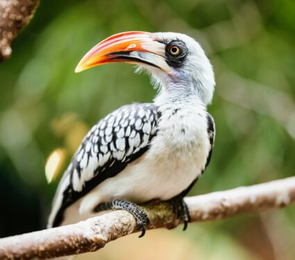 Hornbills.jpg