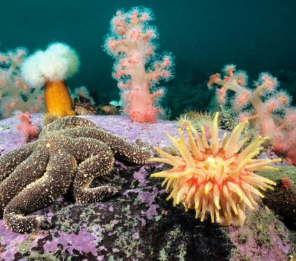 cold-water-coral.jpg