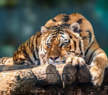 Tigers-2.jpg