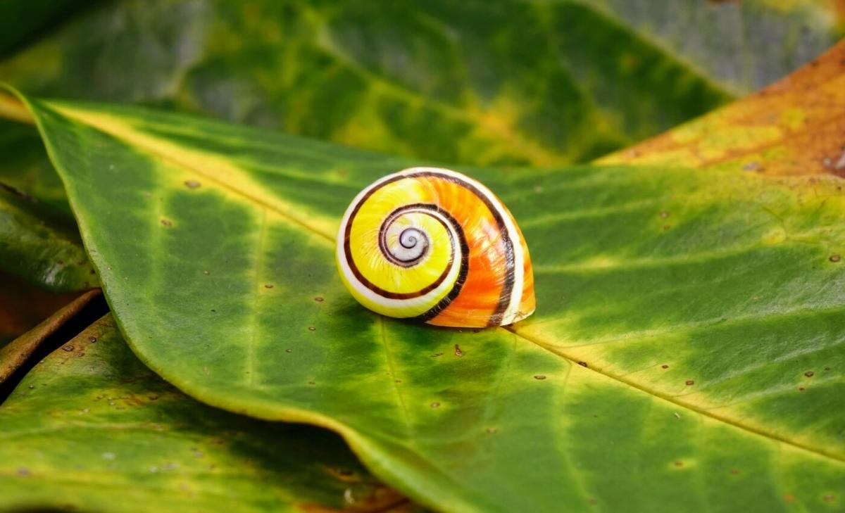 More than 500 animal species are lost, but are they extinct?