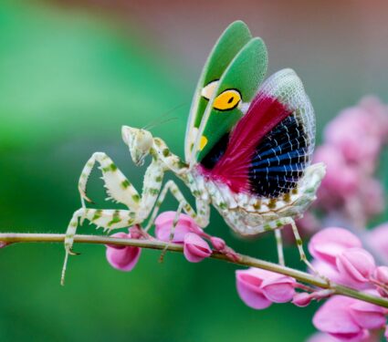 Praying-mantis.jpg