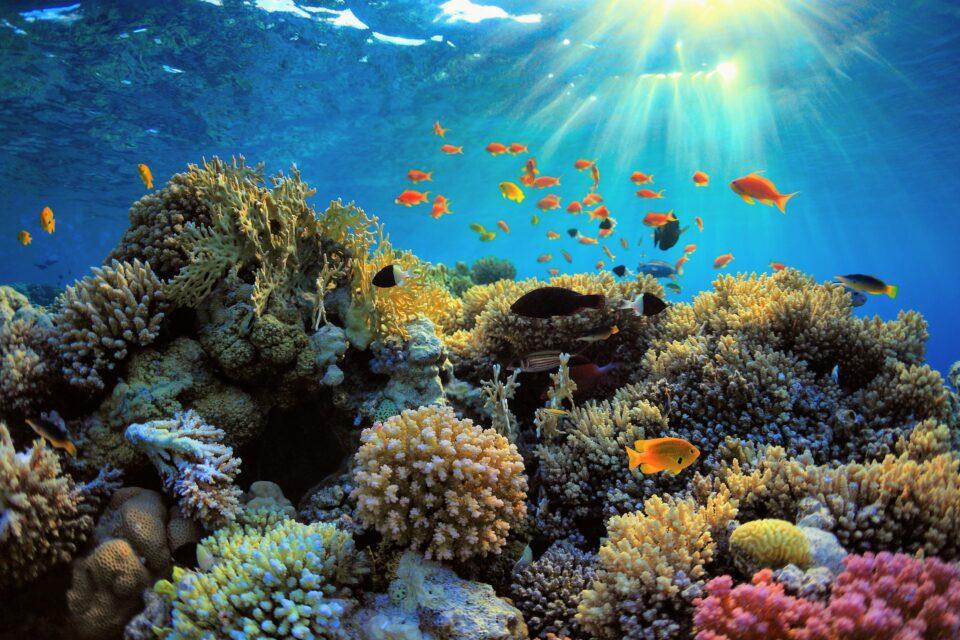 Reducing boat noise boosts reproduction among reef fish