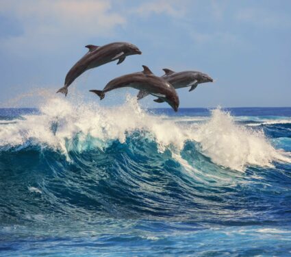 Dolphin.jpg