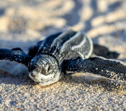 Leatherback.jpg