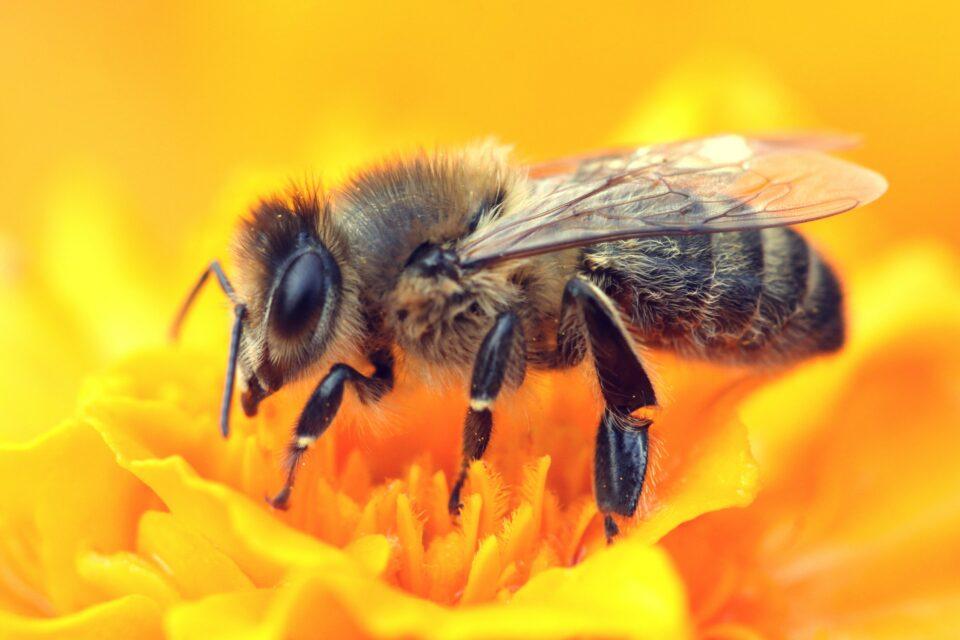 Drones can assist efforts to save bees and other pollinators