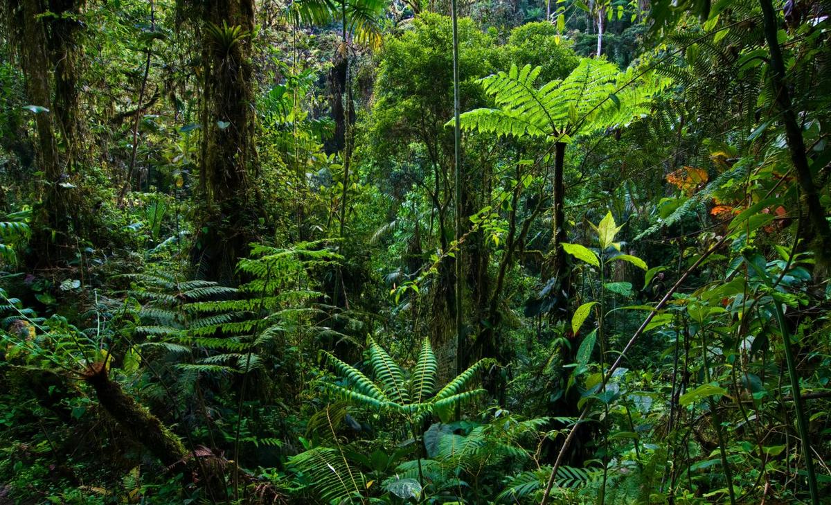 Plants tamed fungi to colonize land half a billion years ago