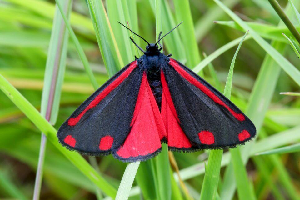 Moths may struggle to move in response to climate change