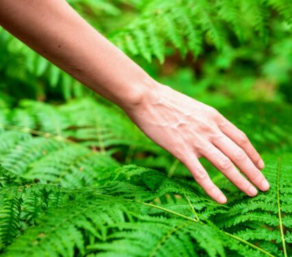 Plants-touch.jpg