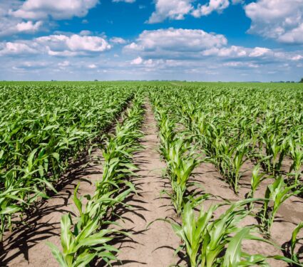 Corn-Belt-2.jpg