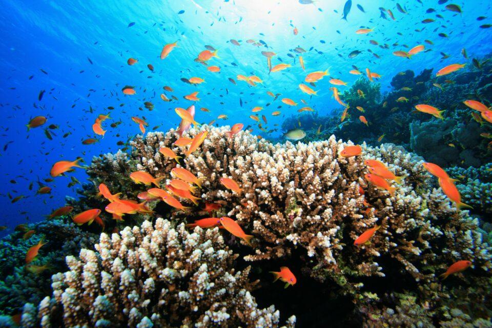 Healthy coral reefs crackle with the sounds of busy inhabitants