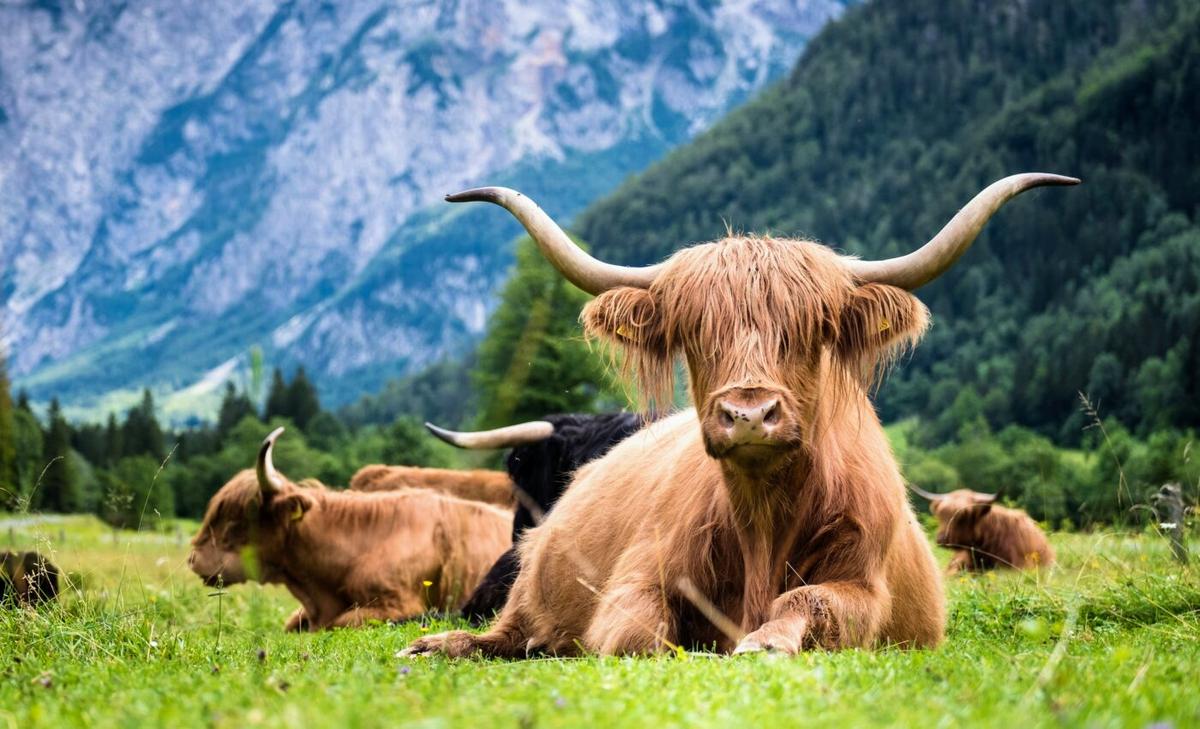 Animal welfare is essential to sustainable development