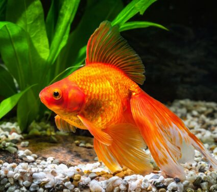 Goldfish3.jpg