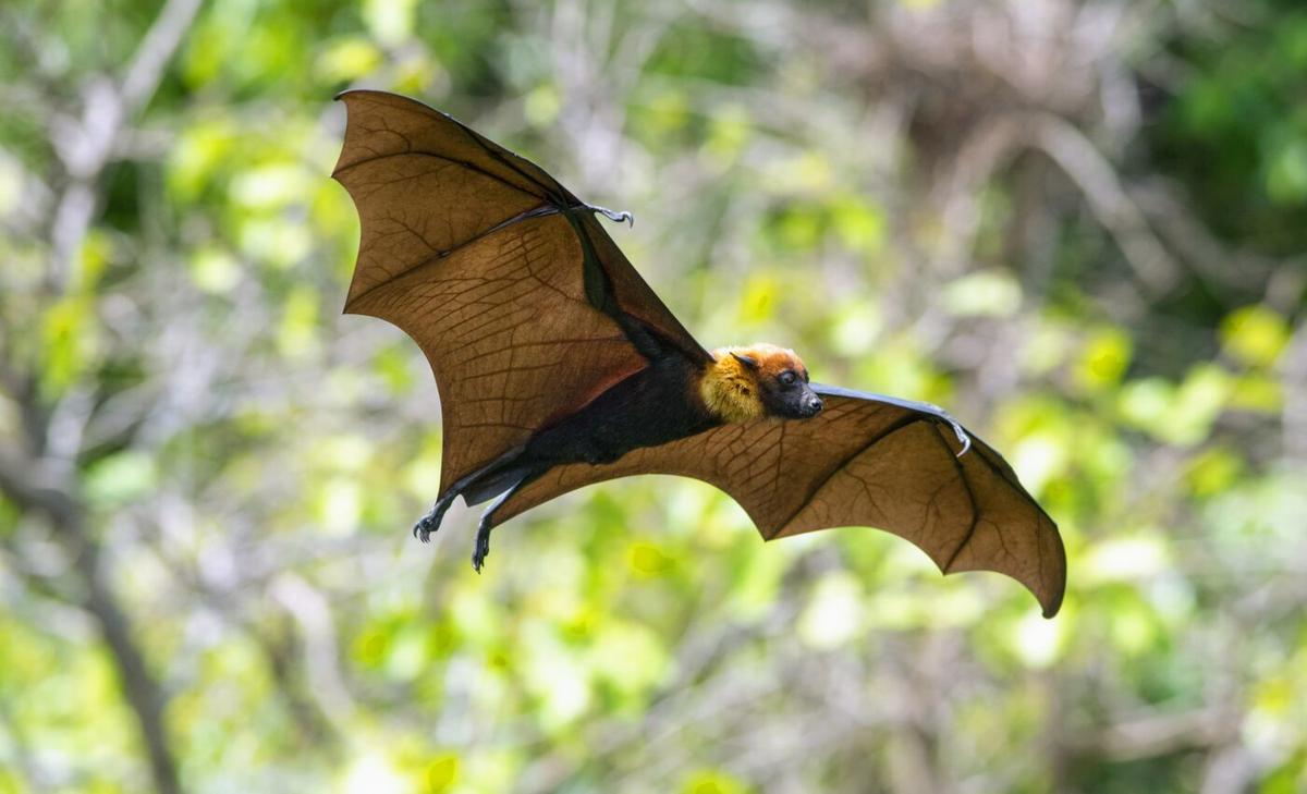 Bats’ brains are highly specialized for flight
