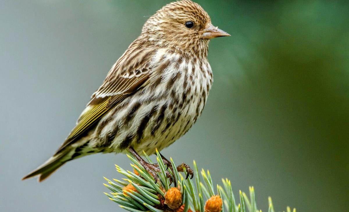 Migratory birds can change their restless ways