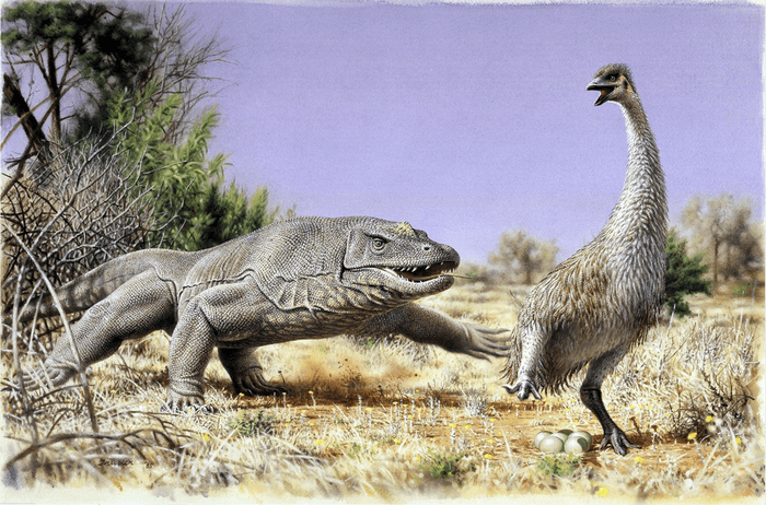 Eggs eaten by early Australians were from huge flightless birds