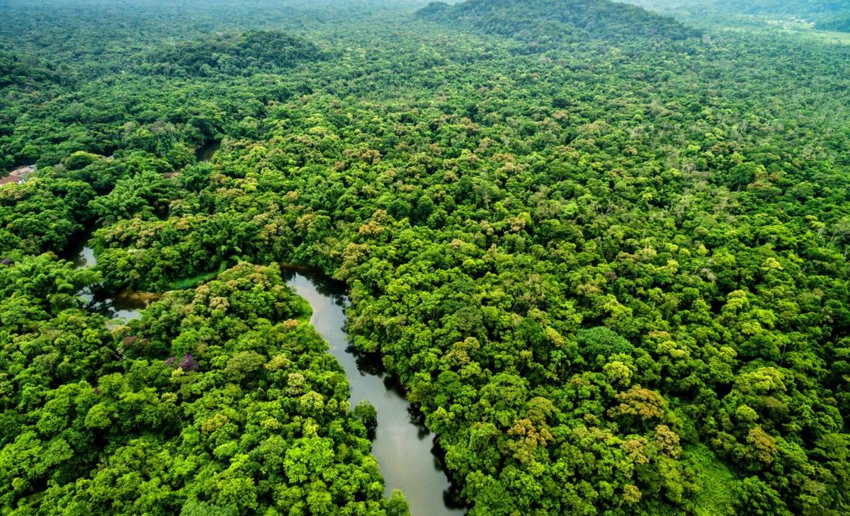 Lost cities in the Amazon were built in harmony with nature