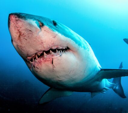 Shark-5.jpg