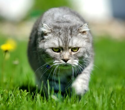 Domestic-cats.jpg
