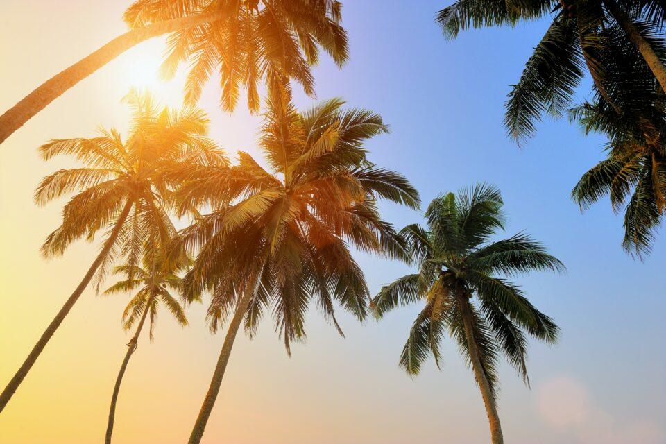 Hotter ancient Earth had palm trees at the poles