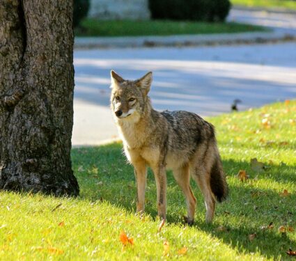 Wildlife-4.jpg