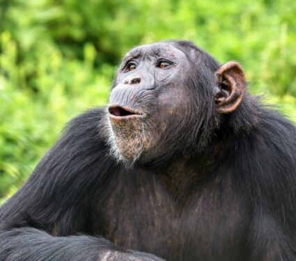 Chimpanzee5.jpg