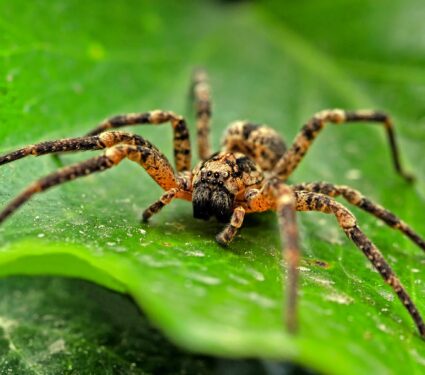 Male-spiders.jpg