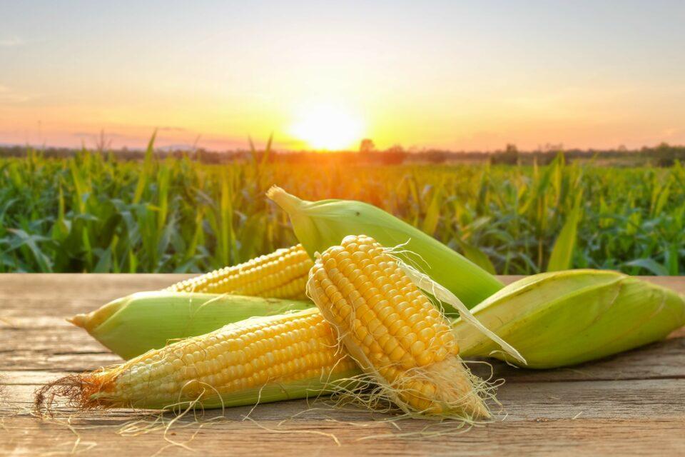 Reducing nitrogen oxide pollution could boost crop yields