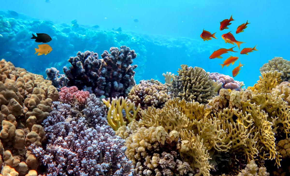 World Reef Day: We must act now to protect coral reefs