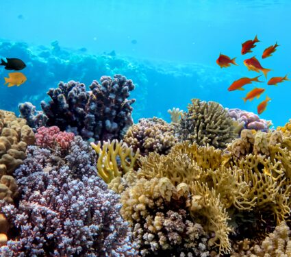 Coral-reef.jpg
