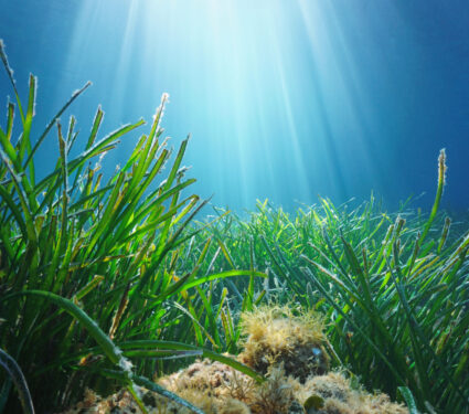Neptune,Seagrass,Posidonia,Oceanica,Underwater,With,Natural,Sunlight,In,Mediterranean