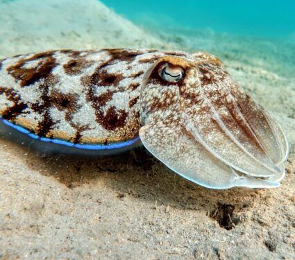 Cuttlefish3.jpg