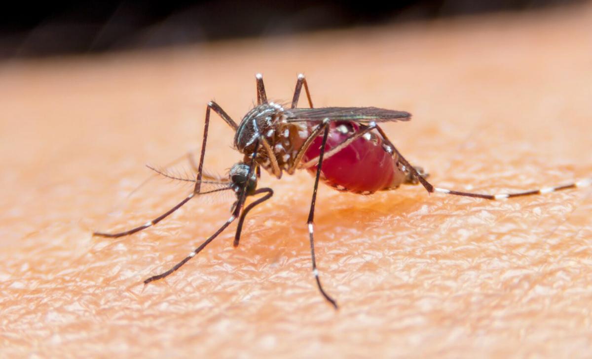 Sleep-deprived mosquitoes are less interested in feeding