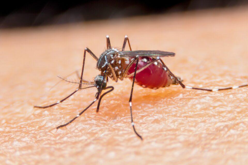 Sleep-deprived mosquitoes are less interested in feeding