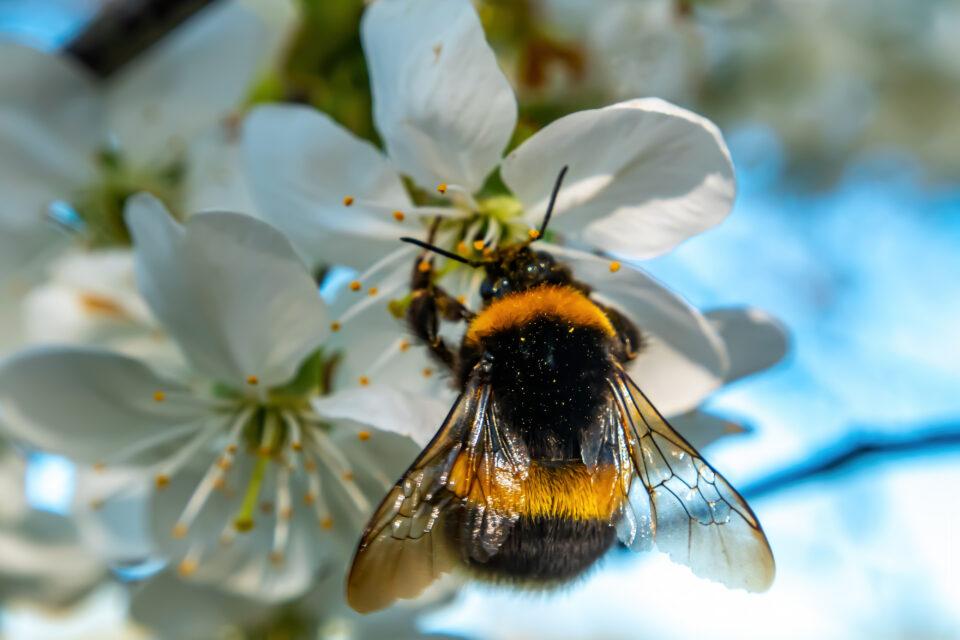 Glyphosate disrupts brood care in bumblebees