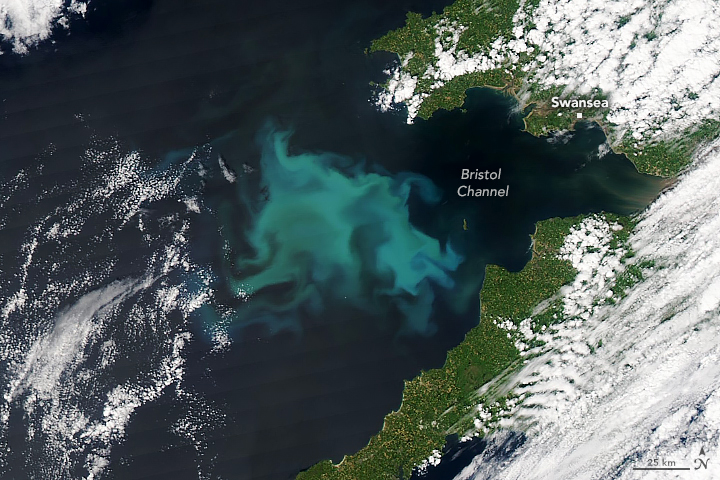 Summer blooms in the Atlantic Ocean