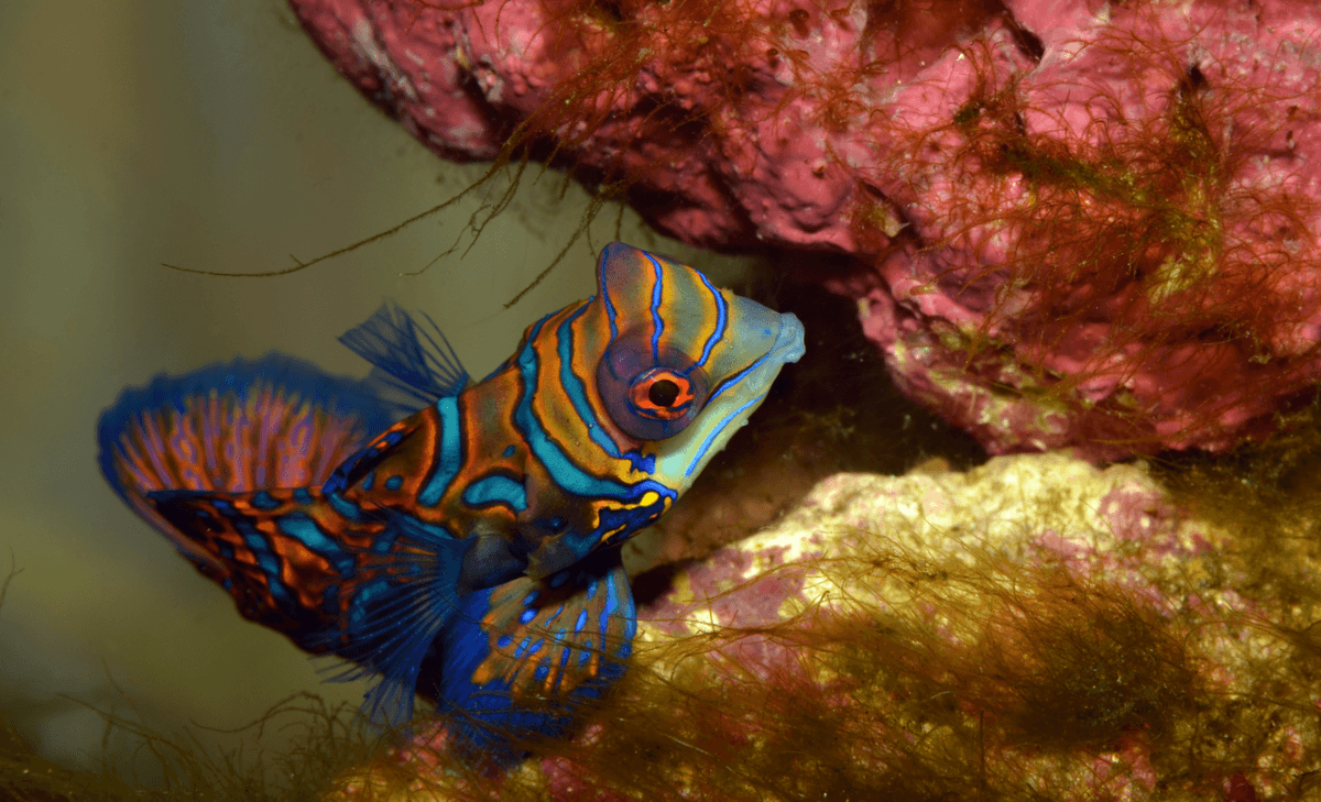 Public is less likely to support conservation for “ugly” reef fishes