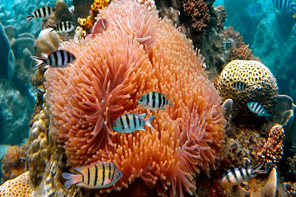 Global warming and corals: How the past informs the present