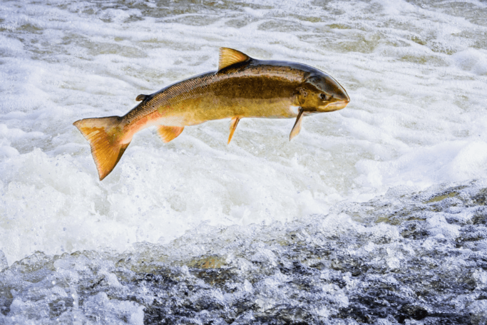 Decline in Atlantic salmon linked to humans and climate