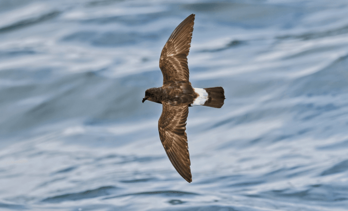 Tiny data-loggers help track Europe’s smallest seabird