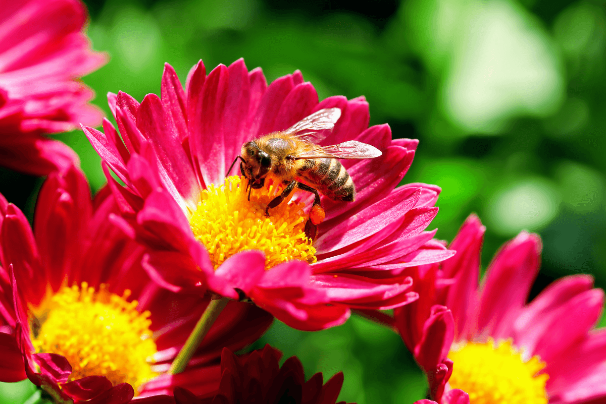 Flower shape influences parasite transmission to bees