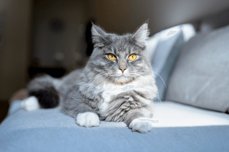 The most beloved cats are more likely to be destructive
