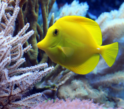 2022/06/Climate-corals.png