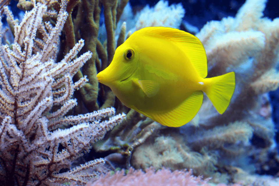Climate played a key role in shifting ancient coral reefs