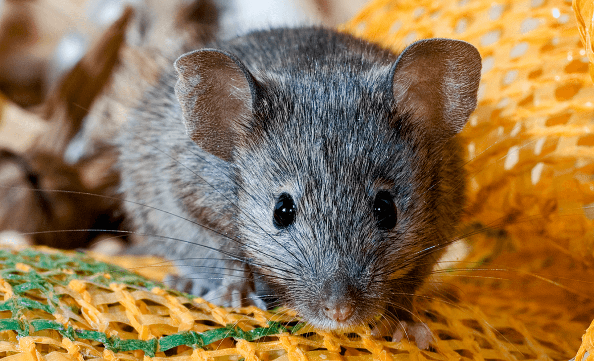 Study reveals the genetic diversity of the wild house mouse